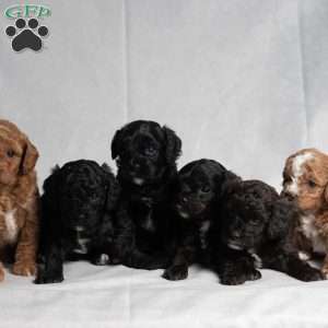 Wyoming, Cavapoo Puppy